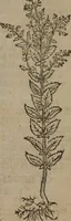 Picture 53 of 801 from A nievve herball, or Historie of plantes : wherein is contayned the whole discourse and perfect description of all sortes of herbes and plantes : their divers & sundry kindes ... and that not onely of those whiche are here growyng in this our countrie of Englande, but of all others also of forrayne realmes commonly used in physicke ; first set foorth in the Doutche or Almaigne tongue (1578), leaf 70