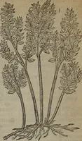 An illustration from A nievve herball, or Historie of plantes : wherein is contayned the whole discourse and perfect description of all sortes of herbes and plantes : their divers & sundry kindes ... and that not onely of those whiche are here growyng in this our countrie of Englande, but of all others also of forrayne realmes commonly used in physicke ; first set foorth in the Doutche or Almaigne tongue (1578)
