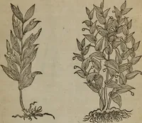 An illustration from A nievve herball, or Historie of plantes : wherein is contayned the whole discourse and perfect description of all sortes of herbes and plantes : their divers & sundry kindes ... and that not onely of those whiche are here growyng in this our countrie of Englande, but of all others also of forrayne realmes commonly used in physicke ; first set foorth in the Doutche or Almaigne tongue (1578)