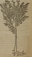 An illustration from A nievve herball, or Historie of plantes : wherein is contayned the whole discourse and perfect description of all sortes of herbes and plantes : their divers & sundry kindes ... and that not onely of those whiche are here growyng in this our countrie of Englande, but of all others also of forrayne realmes commonly used in physicke ; first set foorth in the Doutche or Almaigne tongue (1578)