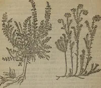 An illustration from A nievve herball, or Historie of plantes : wherein is contayned the whole discourse and perfect description of all sortes of herbes and plantes : their divers & sundry kindes ... and that not onely of those whiche are here growyng in this our countrie of Englande, but of all others also of forrayne realmes commonly used in physicke ; first set foorth in the Doutche or Almaigne tongue (1578)