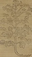 An illustration from A nievve herball, or Historie of plantes : wherein is contayned the whole discourse and perfect description of all sortes of herbes and plantes : their divers & sundry kindes ... and that not onely of those whiche are here growyng in this our countrie of Englande, but of all others also of forrayne realmes commonly used in physicke ; first set foorth in the Doutche or Almaigne tongue (1578)
