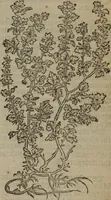 An illustration from A nievve herball, or Historie of plantes : wherein is contayned the whole discourse and perfect description of all sortes of herbes and plantes : their divers & sundry kindes ... and that not onely of those whiche are here growyng in this our countrie of Englande, but of all others also of forrayne realmes commonly used in physicke ; first set foorth in the Doutche or Almaigne tongue (1578)