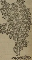 An illustration from A nievve herball, or Historie of plantes : wherein is contayned the whole discourse and perfect description of all sortes of herbes and plantes : their divers & sundry kindes ... and that not onely of those whiche are here growyng in this our countrie of Englande, but of all others also of forrayne realmes commonly used in physicke ; first set foorth in the Doutche or Almaigne tongue (1578)