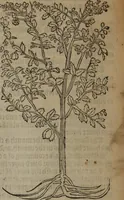An illustration from A nievve herball, or Historie of plantes : wherein is contayned the whole discourse and perfect description of all sortes of herbes and plantes : their divers & sundry kindes ... and that not onely of those whiche are here growyng in this our countrie of Englande, but of all others also of forrayne realmes commonly used in physicke ; first set foorth in the Doutche or Almaigne tongue (1578)