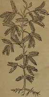 An illustration from A nievve herball, or Historie of plantes : wherein is contayned the whole discourse and perfect description of all sortes of herbes and plantes : their divers & sundry kindes ... and that not onely of those whiche are here growyng in this our countrie of Englande, but of all others also of forrayne realmes commonly used in physicke ; first set foorth in the Doutche or Almaigne tongue (1578)