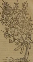 An illustration from A nievve herball, or Historie of plantes : wherein is contayned the whole discourse and perfect description of all sortes of herbes and plantes : their divers & sundry kindes ... and that not onely of those whiche are here growyng in this our countrie of Englande, but of all others also of forrayne realmes commonly used in physicke ; first set foorth in the Doutche or Almaigne tongue (1578)