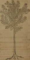 An illustration from A nievve herball, or Historie of plantes : wherein is contayned the whole discourse and perfect description of all sortes of herbes and plantes : their divers & sundry kindes ... and that not onely of those whiche are here growyng in this our countrie of Englande, but of all others also of forrayne realmes commonly used in physicke ; first set foorth in the Doutche or Almaigne tongue (1578)