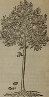 An illustration from A nievve herball, or Historie of plantes : wherein is contayned the whole discourse and perfect description of all sortes of herbes and plantes : their divers & sundry kindes ... and that not onely of those whiche are here growyng in this our countrie of Englande, but of all others also of forrayne realmes commonly used in physicke ; first set foorth in the Doutche or Almaigne tongue (1578)