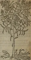 An illustration from A nievve herball, or Historie of plantes : wherein is contayned the whole discourse and perfect description of all sortes of herbes and plantes : their divers & sundry kindes ... and that not onely of those whiche are here growyng in this our countrie of Englande, but of all others also of forrayne realmes commonly used in physicke ; first set foorth in the Doutche or Almaigne tongue (1578)