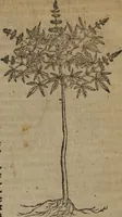An illustration from A nievve herball, or Historie of plantes : wherein is contayned the whole discourse and perfect description of all sortes of herbes and plantes : their divers & sundry kindes ... and that not onely of those whiche are here growyng in this our countrie of Englande, but of all others also of forrayne realmes commonly used in physicke ; first set foorth in the Doutche or Almaigne tongue (1578)