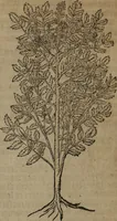 An illustration from A nievve herball, or Historie of plantes : wherein is contayned the whole discourse and perfect description of all sortes of herbes and plantes : their divers & sundry kindes ... and that not onely of those whiche are here growyng in this our countrie of Englande, but of all others also of forrayne realmes commonly used in physicke ; first set foorth in the Doutche or Almaigne tongue (1578)