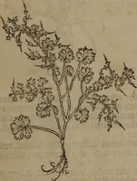 Picture 54 of 801 from A nievve herball, or Historie of plantes : wherein is contayned the whole discourse and perfect description of all sortes of herbes and plantes : their divers & sundry kindes ... and that not onely of those whiche are here growyng in this our countrie of Englande, but of all others also of forrayne realmes commonly used in physicke ; first set foorth in the Doutche or Almaigne tongue (1578), leaf 72