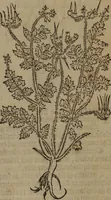 Picture 55 of 801 from A nievve herball, or Historie of plantes : wherein is contayned the whole discourse and perfect description of all sortes of herbes and plantes : their divers & sundry kindes ... and that not onely of those whiche are here growyng in this our countrie of Englande, but of all others also of forrayne realmes commonly used in physicke ; first set foorth in the Doutche or Almaigne tongue (1578), leaf 72