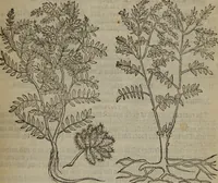 An illustration from A nievve herball, or Historie of plantes : wherein is contayned the whole discourse and perfect description of all sortes of herbes and plantes : their divers & sundry kindes ... and that not onely of those whiche are here growyng in this our countrie of Englande, but of all others also of forrayne realmes commonly used in physicke ; first set foorth in the Doutche or Almaigne tongue (1578)
