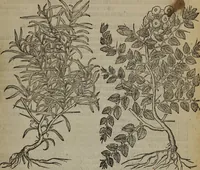An illustration from A nievve herball, or Historie of plantes : wherein is contayned the whole discourse and perfect description of all sortes of herbes and plantes : their divers & sundry kindes ... and that not onely of those whiche are here growyng in this our countrie of Englande, but of all others also of forrayne realmes commonly used in physicke ; first set foorth in the Doutche or Almaigne tongue (1578)