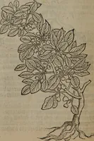 An illustration from A nievve herball, or Historie of plantes : wherein is contayned the whole discourse and perfect description of all sortes of herbes and plantes : their divers & sundry kindes ... and that not onely of those whiche are here growyng in this our countrie of Englande, but of all others also of forrayne realmes commonly used in physicke ; first set foorth in the Doutche or Almaigne tongue (1578)