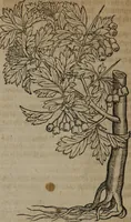 An illustration from A nievve herball, or Historie of plantes : wherein is contayned the whole discourse and perfect description of all sortes of herbes and plantes : their divers & sundry kindes ... and that not onely of those whiche are here growyng in this our countrie of Englande, but of all others also of forrayne realmes commonly used in physicke ; first set foorth in the Doutche or Almaigne tongue (1578)