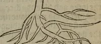 An illustration from A nievve herball, or Historie of plantes : wherein is contayned the whole discourse and perfect description of all sortes of herbes and plantes : their divers & sundry kindes ... and that not onely of those whiche are here growyng in this our countrie of Englande, but of all others also of forrayne realmes commonly used in physicke ; first set foorth in the Doutche or Almaigne tongue (1578)