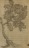 An illustration from A nievve herball, or Historie of plantes : wherein is contayned the whole discourse and perfect description of all sortes of herbes and plantes : their divers & sundry kindes ... and that not onely of those whiche are here growyng in this our countrie of Englande, but of all others also of forrayne realmes commonly used in physicke ; first set foorth in the Doutche or Almaigne tongue (1578)