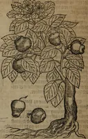 An illustration from A nievve herball, or Historie of plantes : wherein is contayned the whole discourse and perfect description of all sortes of herbes and plantes : their divers & sundry kindes ... and that not onely of those whiche are here growyng in this our countrie of Englande, but of all others also of forrayne realmes commonly used in physicke ; first set foorth in the Doutche or Almaigne tongue (1578)