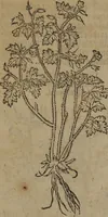 Picture 56 of 801 from A nievve herball, or Historie of plantes : wherein is contayned the whole discourse and perfect description of all sortes of herbes and plantes : their divers & sundry kindes ... and that not onely of those whiche are here growyng in this our countrie of Englande, but of all others also of forrayne realmes commonly used in physicke ; first set foorth in the Doutche or Almaigne tongue (1578), leaf 73