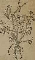 Picture 57 of 801 from A nievve herball, or Historie of plantes : wherein is contayned the whole discourse and perfect description of all sortes of herbes and plantes : their divers & sundry kindes ... and that not onely of those whiche are here growyng in this our countrie of Englande, but of all others also of forrayne realmes commonly used in physicke ; first set foorth in the Doutche or Almaigne tongue (1578), leaf 73