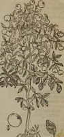 An illustration from A nievve herball, or Historie of plantes : wherein is contayned the whole discourse and perfect description of all sortes of herbes and plantes : their divers & sundry kindes ... and that not onely of those whiche are here growyng in this our countrie of Englande, but of all others also of forrayne realmes commonly used in physicke ; first set foorth in the Doutche or Almaigne tongue (1578)