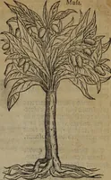 An illustration from A nievve herball, or Historie of plantes : wherein is contayned the whole discourse and perfect description of all sortes of herbes and plantes : their divers & sundry kindes ... and that not onely of those whiche are here growyng in this our countrie of Englande, but of all others also of forrayne realmes commonly used in physicke ; first set foorth in the Doutche or Almaigne tongue (1578)