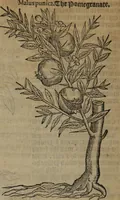 An illustration from A nievve herball, or Historie of plantes : wherein is contayned the whole discourse and perfect description of all sortes of herbes and plantes : their divers & sundry kindes ... and that not onely of those whiche are here growyng in this our countrie of Englande, but of all others also of forrayne realmes commonly used in physicke ; first set foorth in the Doutche or Almaigne tongue (1578)