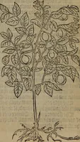 An illustration from A nievve herball, or Historie of plantes : wherein is contayned the whole discourse and perfect description of all sortes of herbes and plantes : their divers & sundry kindes ... and that not onely of those whiche are here growyng in this our countrie of Englande, but of all others also of forrayne realmes commonly used in physicke ; first set foorth in the Doutche or Almaigne tongue (1578)