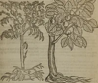 An illustration from A nievve herball, or Historie of plantes : wherein is contayned the whole discourse and perfect description of all sortes of herbes and plantes : their divers & sundry kindes ... and that not onely of those whiche are here growyng in this our countrie of Englande, but of all others also of forrayne realmes commonly used in physicke ; first set foorth in the Doutche or Almaigne tongue (1578)