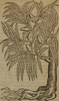 An illustration from A nievve herball, or Historie of plantes : wherein is contayned the whole discourse and perfect description of all sortes of herbes and plantes : their divers & sundry kindes ... and that not onely of those whiche are here growyng in this our countrie of Englande, but of all others also of forrayne realmes commonly used in physicke ; first set foorth in the Doutche or Almaigne tongue (1578)