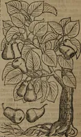An illustration from A nievve herball, or Historie of plantes : wherein is contayned the whole discourse and perfect description of all sortes of herbes and plantes : their divers & sundry kindes ... and that not onely of those whiche are here growyng in this our countrie of Englande, but of all others also of forrayne realmes commonly used in physicke ; first set foorth in the Doutche or Almaigne tongue (1578)