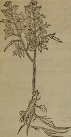 Picture 58 of 801 from A nievve herball, or Historie of plantes : wherein is contayned the whole discourse and perfect description of all sortes of herbes and plantes : their divers & sundry kindes ... and that not onely of those whiche are here growyng in this our countrie of Englande, but of all others also of forrayne realmes commonly used in physicke ; first set foorth in the Doutche or Almaigne tongue (1578), leaf 74