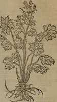 Picture 59 of 801 from A nievve herball, or Historie of plantes : wherein is contayned the whole discourse and perfect description of all sortes of herbes and plantes : their divers & sundry kindes ... and that not onely of those whiche are here growyng in this our countrie of Englande, but of all others also of forrayne realmes commonly used in physicke ; first set foorth in the Doutche or Almaigne tongue (1578), leaf 74