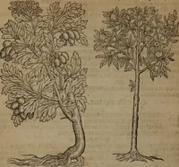 An illustration from A nievve herball, or Historie of plantes : wherein is contayned the whole discourse and perfect description of all sortes of herbes and plantes : their divers & sundry kindes ... and that not onely of those whiche are here growyng in this our countrie of Englande, but of all others also of forrayne realmes commonly used in physicke ; first set foorth in the Doutche or Almaigne tongue (1578)