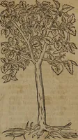 An illustration from A nievve herball, or Historie of plantes : wherein is contayned the whole discourse and perfect description of all sortes of herbes and plantes : their divers & sundry kindes ... and that not onely of those whiche are here growyng in this our countrie of Englande, but of all others also of forrayne realmes commonly used in physicke ; first set foorth in the Doutche or Almaigne tongue (1578)