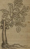 An illustration from A nievve herball, or Historie of plantes : wherein is contayned the whole discourse and perfect description of all sortes of herbes and plantes : their divers & sundry kindes ... and that not onely of those whiche are here growyng in this our countrie of Englande, but of all others also of forrayne realmes commonly used in physicke ; first set foorth in the Doutche or Almaigne tongue (1578)