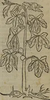 An illustration from A nievve herball, or Historie of plantes : wherein is contayned the whole discourse and perfect description of all sortes of herbes and plantes : their divers & sundry kindes ... and that not onely of those whiche are here growyng in this our countrie of Englande, but of all others also of forrayne realmes commonly used in physicke ; first set foorth in the Doutche or Almaigne tongue (1578)