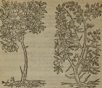 An illustration from A nievve herball, or Historie of plantes : wherein is contayned the whole discourse and perfect description of all sortes of herbes and plantes : their divers & sundry kindes ... and that not onely of those whiche are here growyng in this our countrie of Englande, but of all others also of forrayne realmes commonly used in physicke ; first set foorth in the Doutche or Almaigne tongue (1578)
