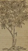 An illustration from A nievve herball, or Historie of plantes : wherein is contayned the whole discourse and perfect description of all sortes of herbes and plantes : their divers & sundry kindes ... and that not onely of those whiche are here growyng in this our countrie of Englande, but of all others also of forrayne realmes commonly used in physicke ; first set foorth in the Doutche or Almaigne tongue (1578)