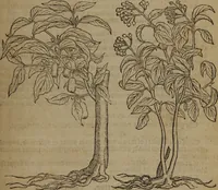 An illustration from A nievve herball, or Historie of plantes : wherein is contayned the whole discourse and perfect description of all sortes of herbes and plantes : their divers & sundry kindes ... and that not onely of those whiche are here growyng in this our countrie of Englande, but of all others also of forrayne realmes commonly used in physicke ; first set foorth in the Doutche or Almaigne tongue (1578)