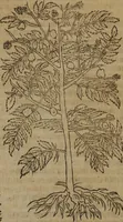 An illustration from A nievve herball, or Historie of plantes : wherein is contayned the whole discourse and perfect description of all sortes of herbes and plantes : their divers & sundry kindes ... and that not onely of those whiche are here growyng in this our countrie of Englande, but of all others also of forrayne realmes commonly used in physicke ; first set foorth in the Doutche or Almaigne tongue (1578)