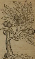 An illustration from A nievve herball, or Historie of plantes : wherein is contayned the whole discourse and perfect description of all sortes of herbes and plantes : their divers & sundry kindes ... and that not onely of those whiche are here growyng in this our countrie of Englande, but of all others also of forrayne realmes commonly used in physicke ; first set foorth in the Doutche or Almaigne tongue (1578)
