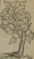 An illustration from A nievve herball, or Historie of plantes : wherein is contayned the whole discourse and perfect description of all sortes of herbes and plantes : their divers & sundry kindes ... and that not onely of those whiche are here growyng in this our countrie of Englande, but of all others also of forrayne realmes commonly used in physicke ; first set foorth in the Doutche or Almaigne tongue (1578)