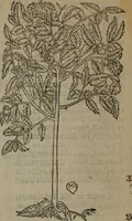 An illustration from A nievve herball, or Historie of plantes : wherein is contayned the whole discourse and perfect description of all sortes of herbes and plantes : their divers & sundry kindes ... and that not onely of those whiche are here growyng in this our countrie of Englande, but of all others also of forrayne realmes commonly used in physicke ; first set foorth in the Doutche or Almaigne tongue (1578)