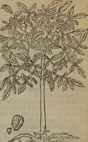 An illustration from A nievve herball, or Historie of plantes : wherein is contayned the whole discourse and perfect description of all sortes of herbes and plantes : their divers & sundry kindes ... and that not onely of those whiche are here growyng in this our countrie of Englande, but of all others also of forrayne realmes commonly used in physicke ; first set foorth in the Doutche or Almaigne tongue (1578)