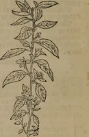 Picture 60 of 801 from A nievve herball, or Historie of plantes : wherein is contayned the whole discourse and perfect description of all sortes of herbes and plantes : their divers & sundry kindes ... and that not onely of those whiche are here growyng in this our countrie of Englande, but of all others also of forrayne realmes commonly used in physicke ; first set foorth in the Doutche or Almaigne tongue (1578), leaf 76