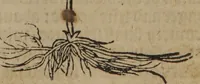 Picture 61 of 801 from A nievve herball, or Historie of plantes : wherein is contayned the whole discourse and perfect description of all sortes of herbes and plantes : their divers & sundry kindes ... and that not onely of those whiche are here growyng in this our countrie of Englande, but of all others also of forrayne realmes commonly used in physicke ; first set foorth in the Doutche or Almaigne tongue (1578), leaf 76